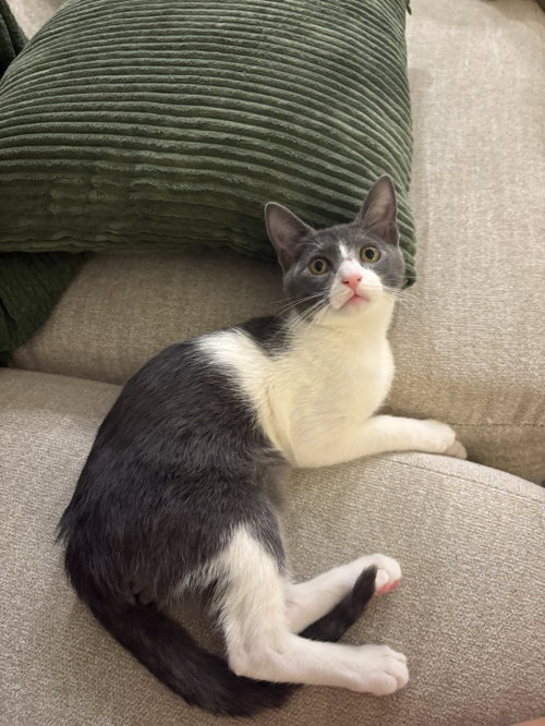 Berry, a cat for adoption from Cat Crusaders Inc