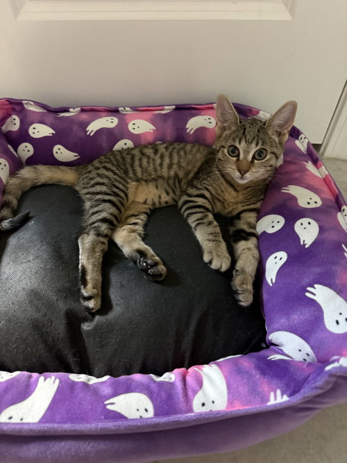 Fuzzball, a cat for adoption from Cat Crusaders Inc
