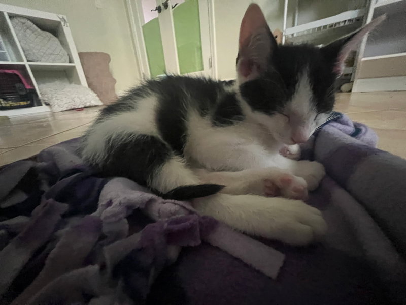 Captain, a male kitten up for adoption