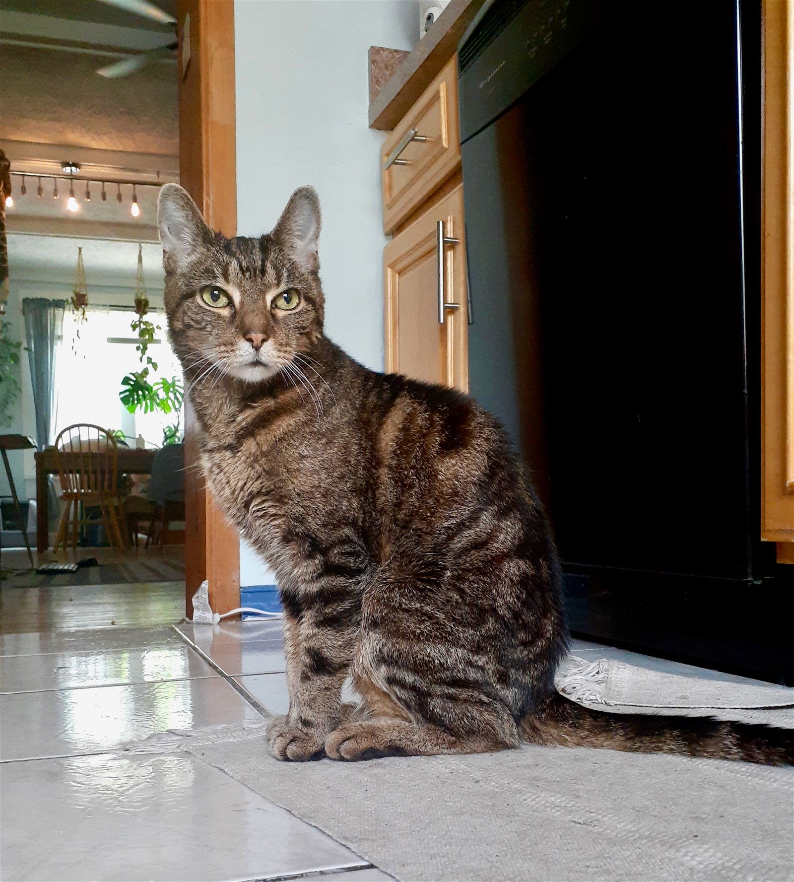 adoptable Cat in Philadelphia, PA named Dante