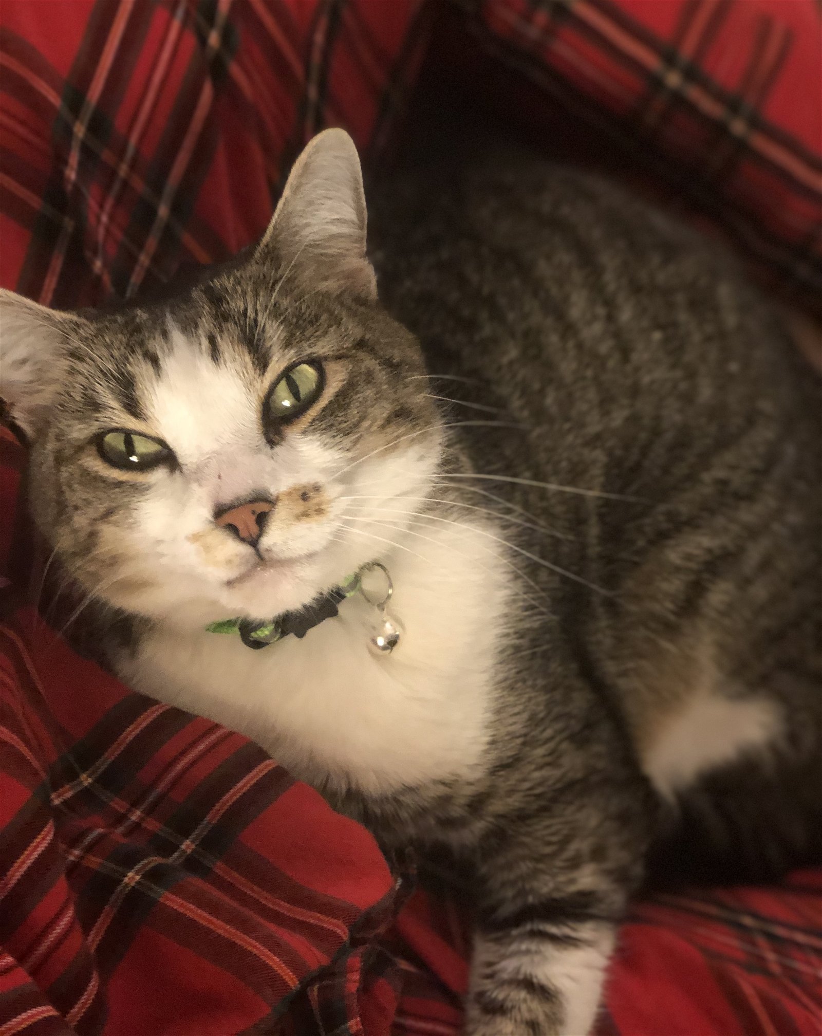 adoptable Cat in Philadelphia, PA named Penny