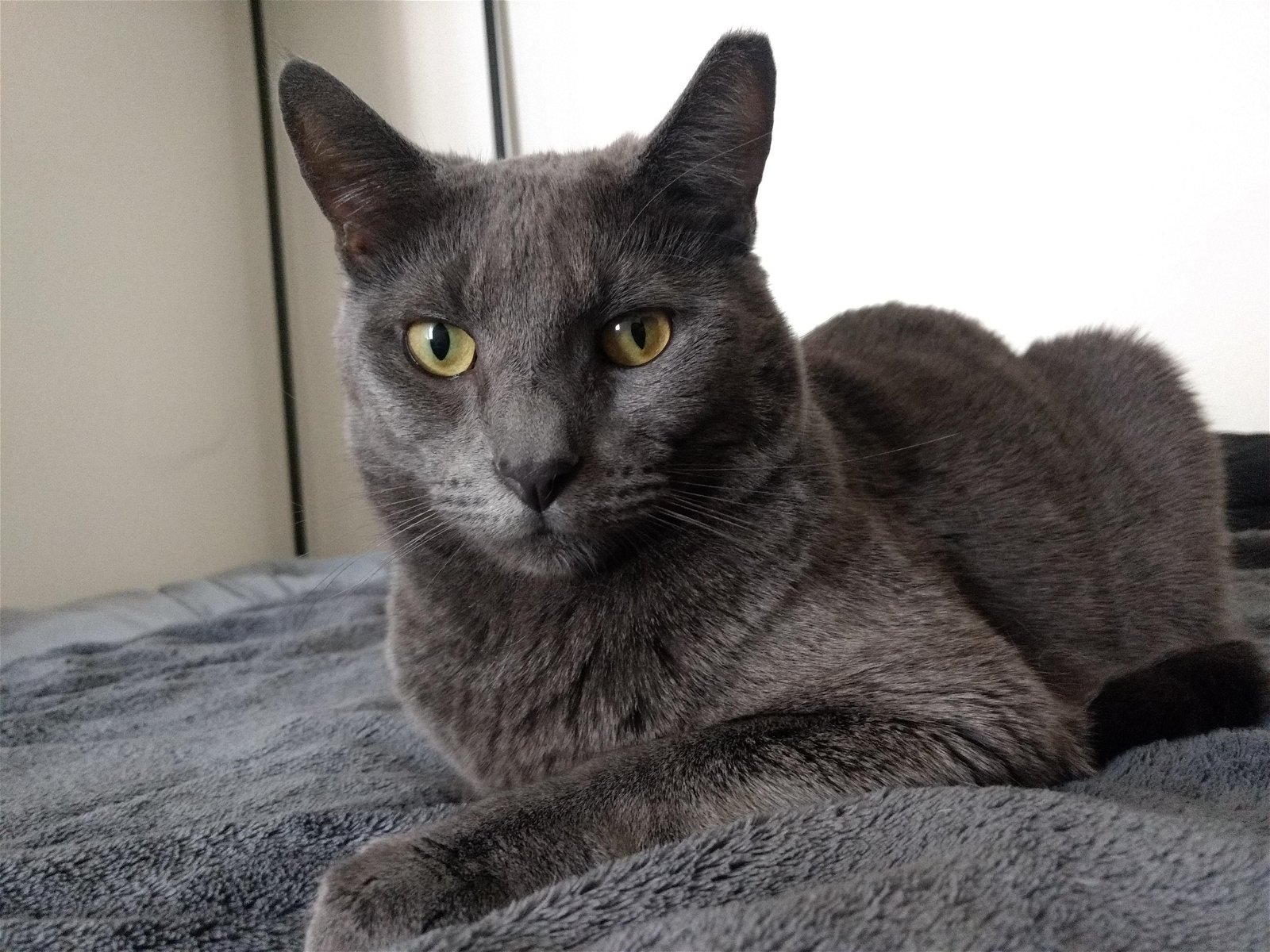adoptable Cat in Philadelphia, PA named Greystone