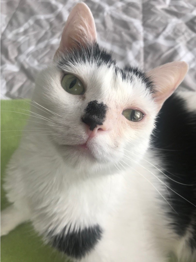 adoptable Cat in Philadelphia, PA named Gunner