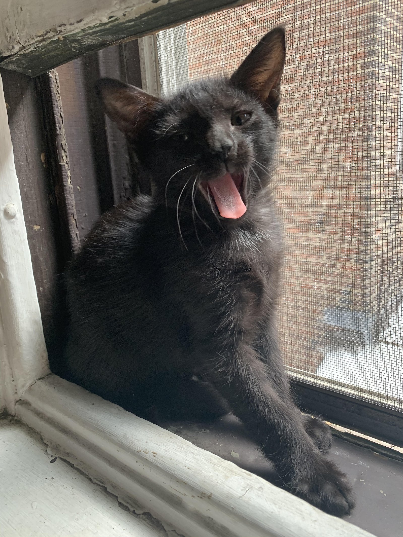 adoptable Cat in Philadelphia, PA named Malcolm
