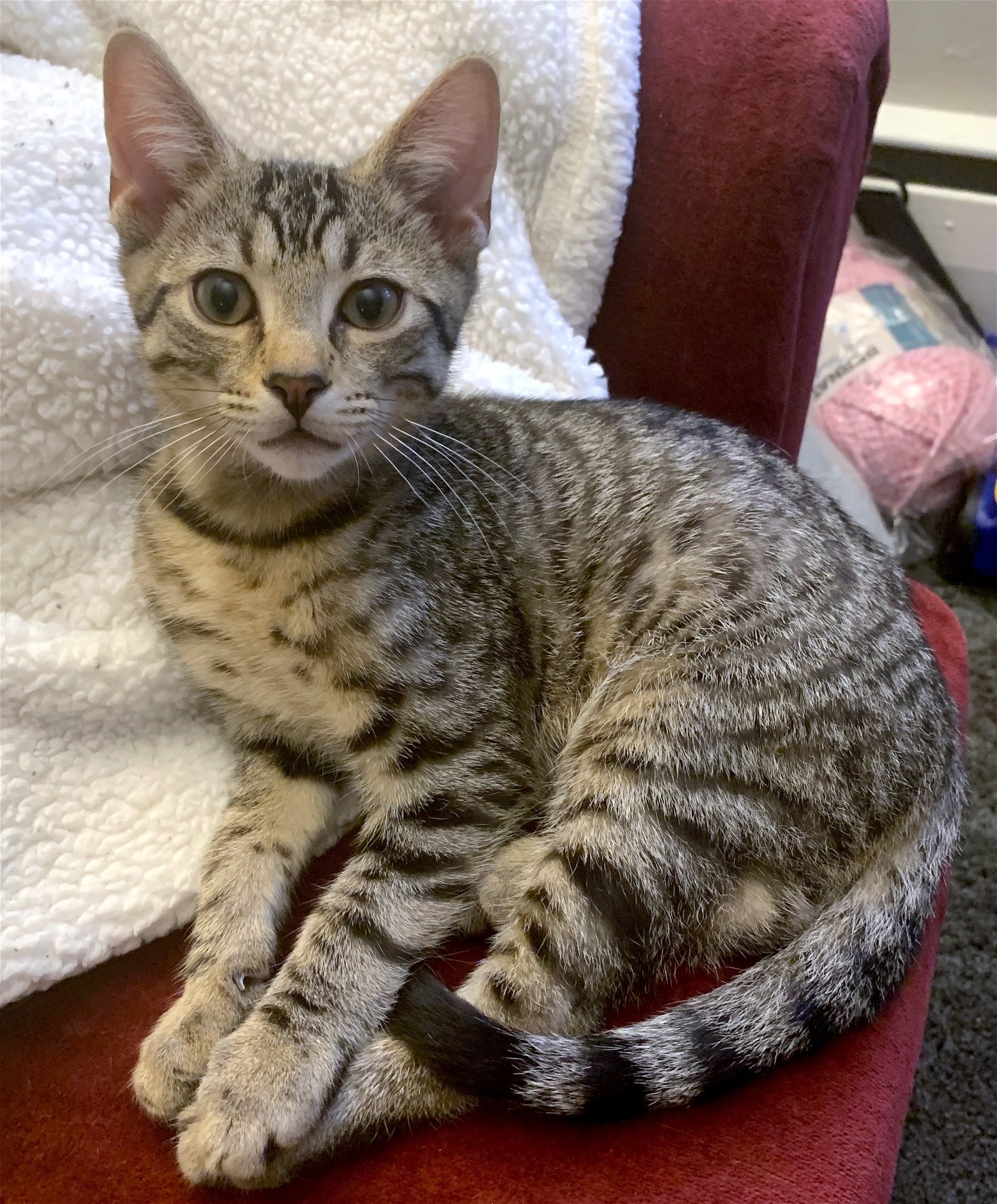 adoptable Cat in Philadelphia, PA named Gaston