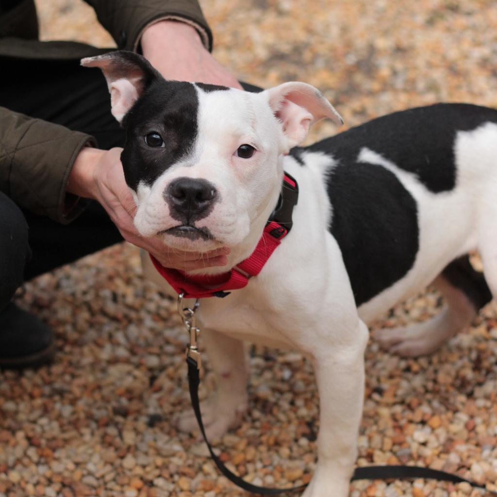 Dog for Adoption - Milly, a in Cumberland County, NJ | Alpha Paw