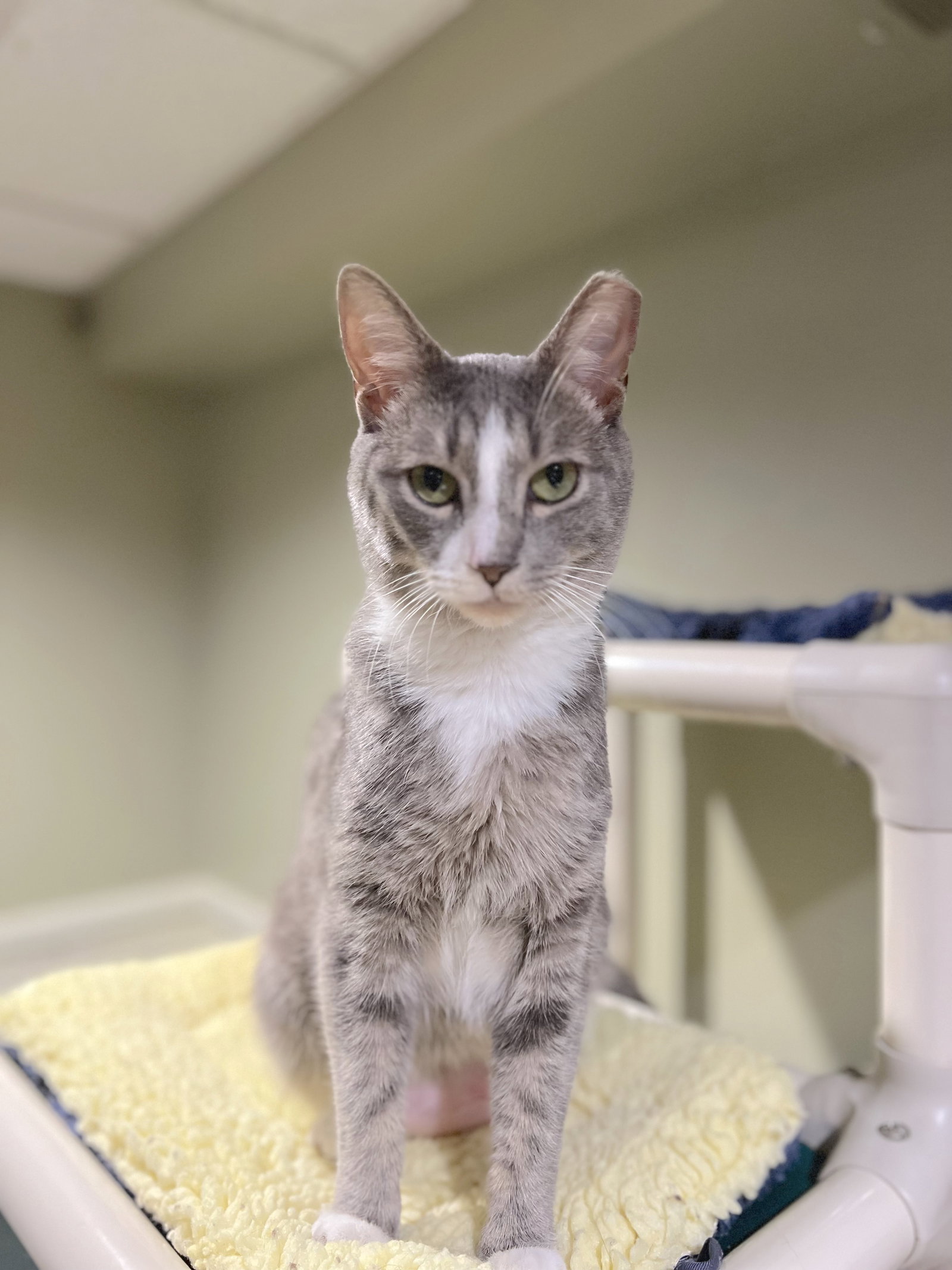 Cats for Adoption in Bordentown, New Jersey | Alpha Paw