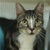 adoptable Cat in philadelphia, PA named BooBoo