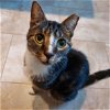 adoptable Cat in adel, IA named BooBoo