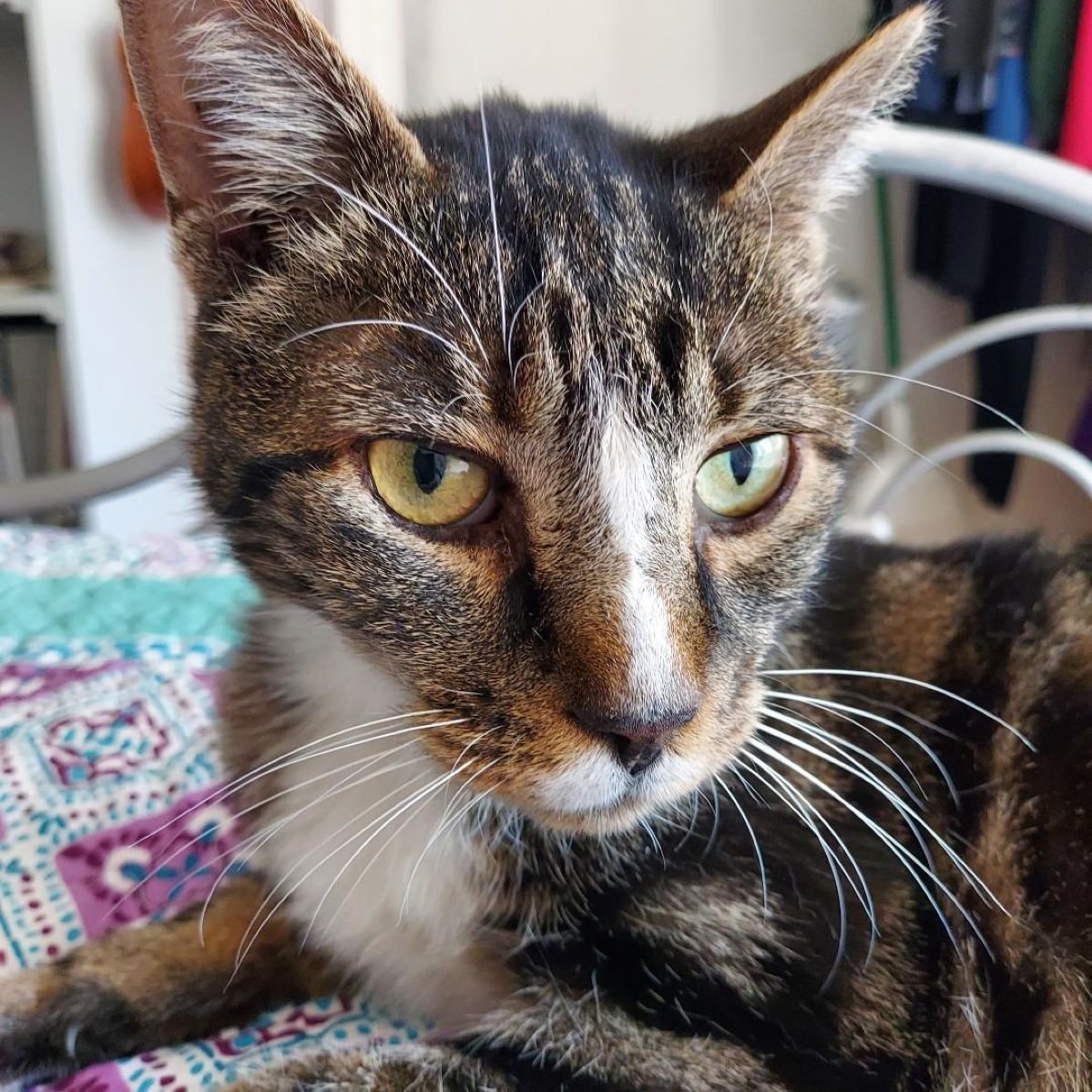 adoptable Cat in Philadelphia, PA named BooBoo
