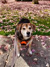 adoptable Dog in philadelphia, PA named Cody