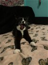 adoptable Cat in philadelphia, PA named BT