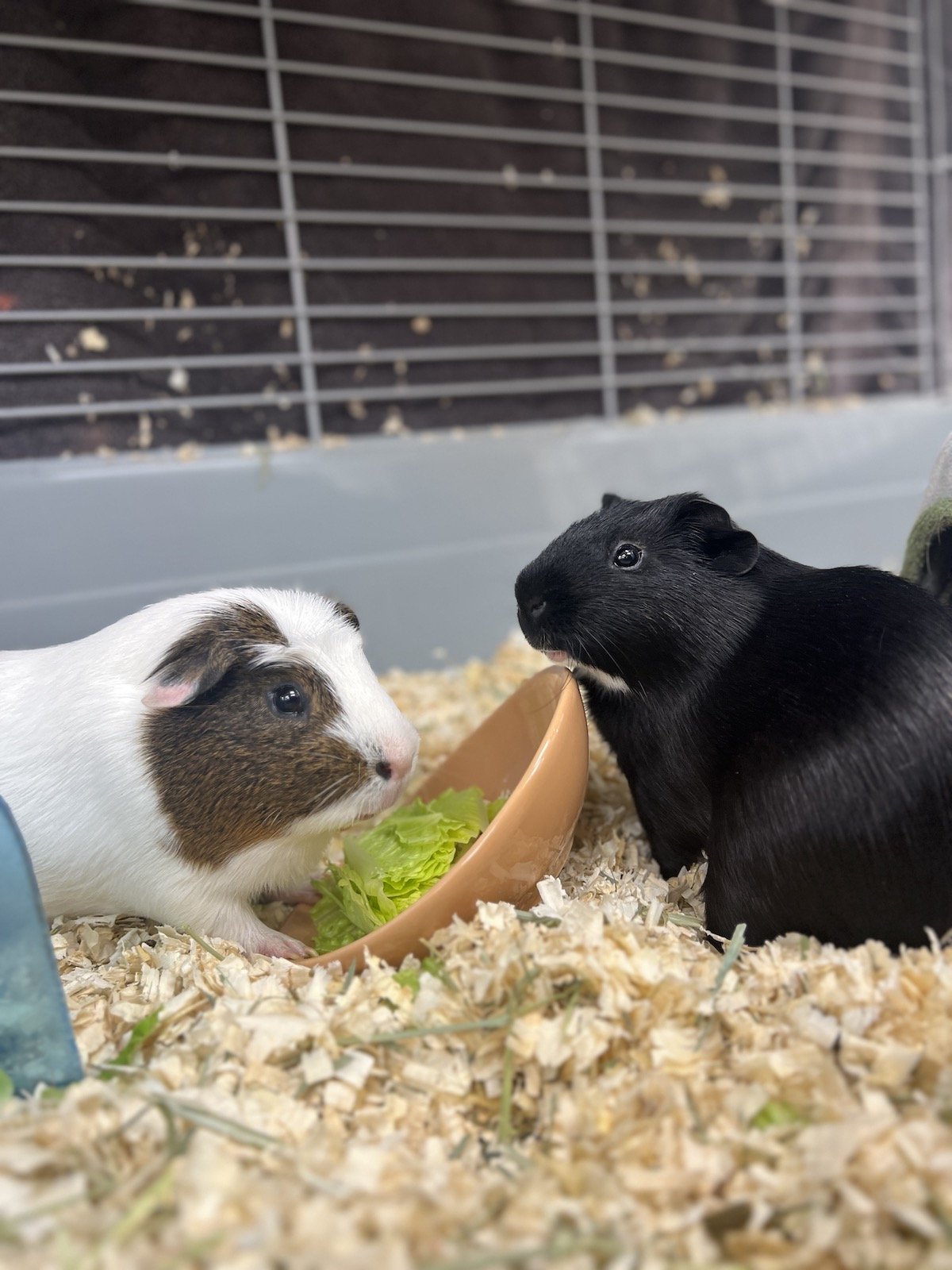 Guinea Pig adoption in Philadelphia, PA 19106 Guinea Pig / Mixed