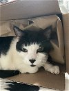 adoptable Cat in phila, PA named Thumper