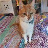 adoptable Cat in philadelphia, PA named Tom