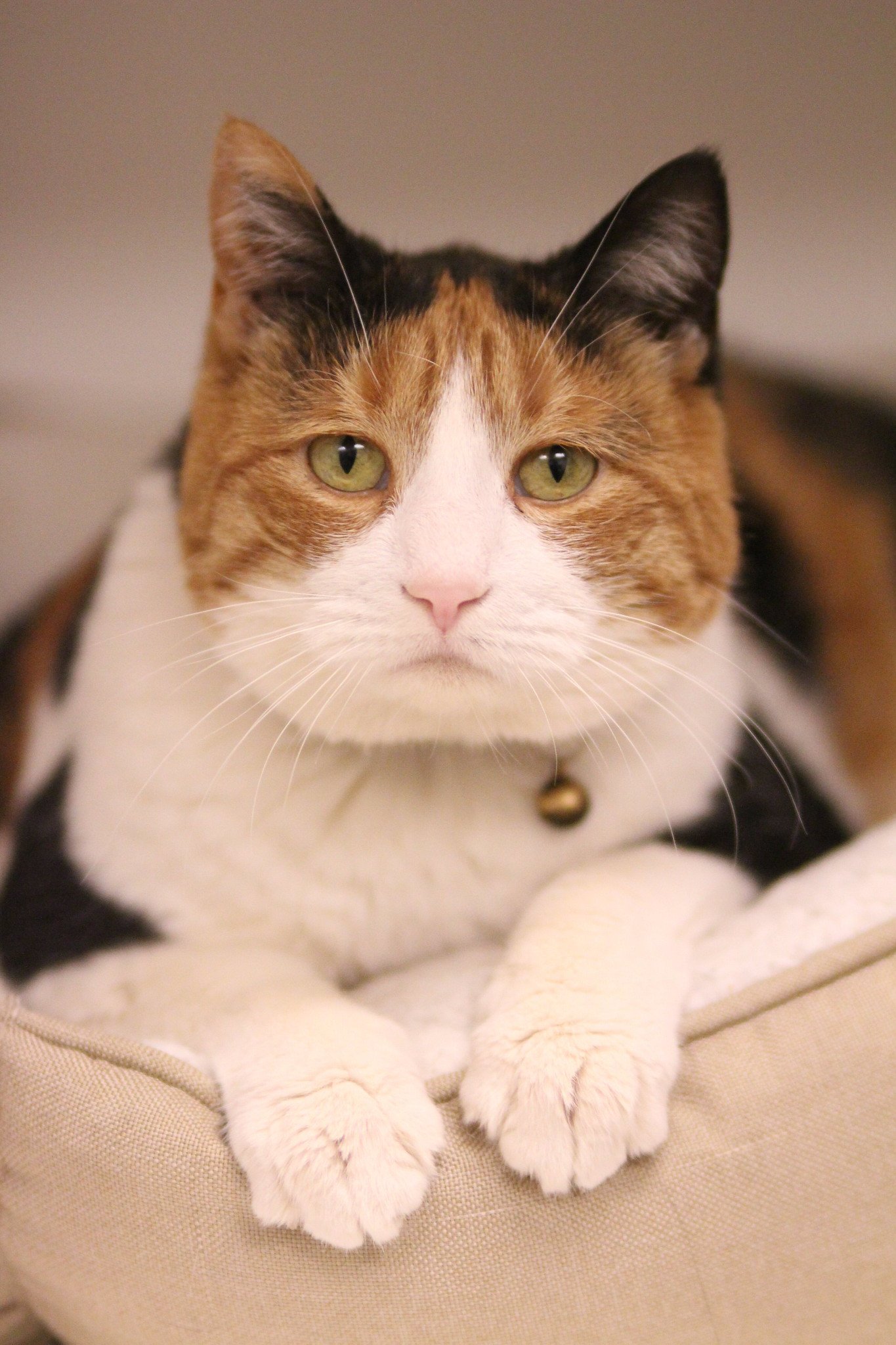 adoptable Cat in Philadelphia, PA named Shae