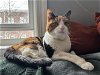 adoptable Cat in philadelphia, PA named Shae