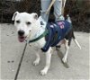 adoptable Dog in phila, PA named Gucci Girl