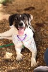 adoptable Dog in philadelphia, PA named Rachel Green