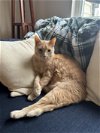 adoptable Cat in adel, IA named Flapjack