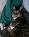 adoptable Cat in adel, IA named Brinkley