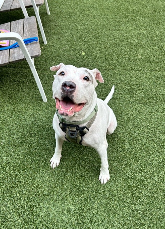 adoptable Dog in Philadelphia, PA named Icy