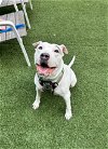adoptable Dog in , PA named Icy