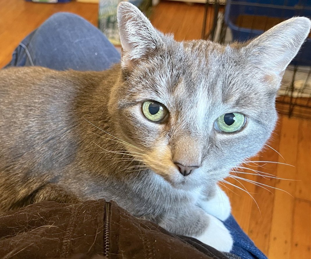 adoptable Cat in Philadelphia, PA named Skye