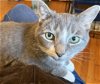 adoptable Cat in adel, IA named Skye