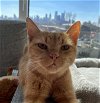 adoptable Cat in phila, PA named Carol