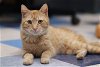 adoptable Cat in adel, IA named Bill Nye the Science Cat