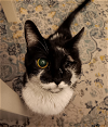 adoptable Cat in philadelphia, PA named Precious