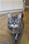 adoptable Cat in phila, PA named Chloe