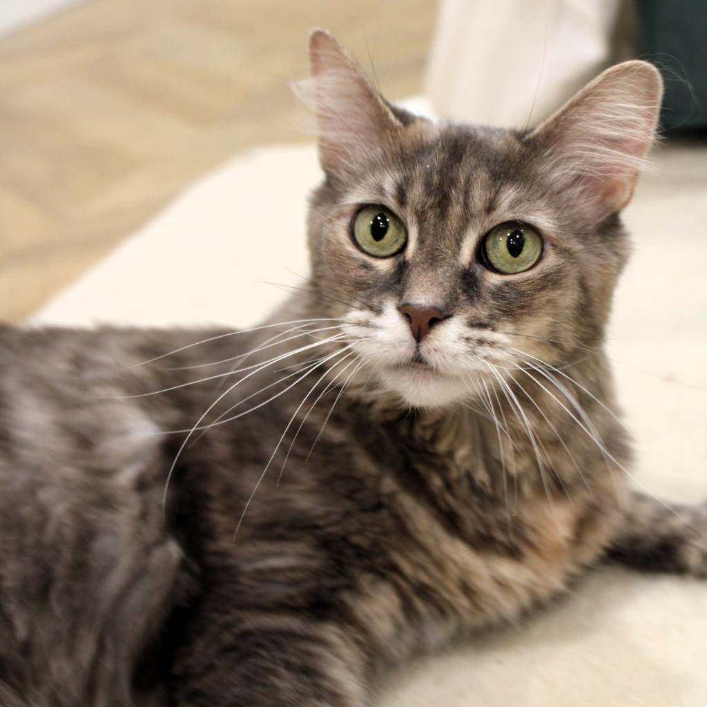 adoptable Cat in Philadelphia, PA named Chloe