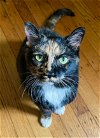 adoptable Cat in phila, PA named Blaze