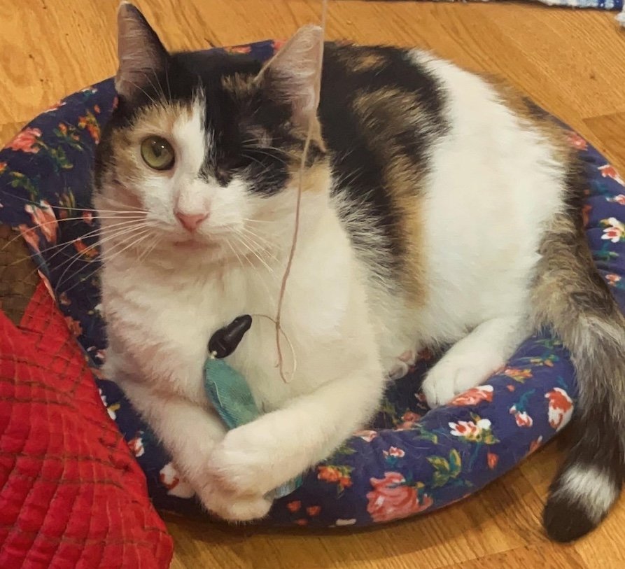 adoptable Cat in Philadelphia, PA named Amy