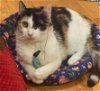 adoptable Cat in phila, PA named Amy