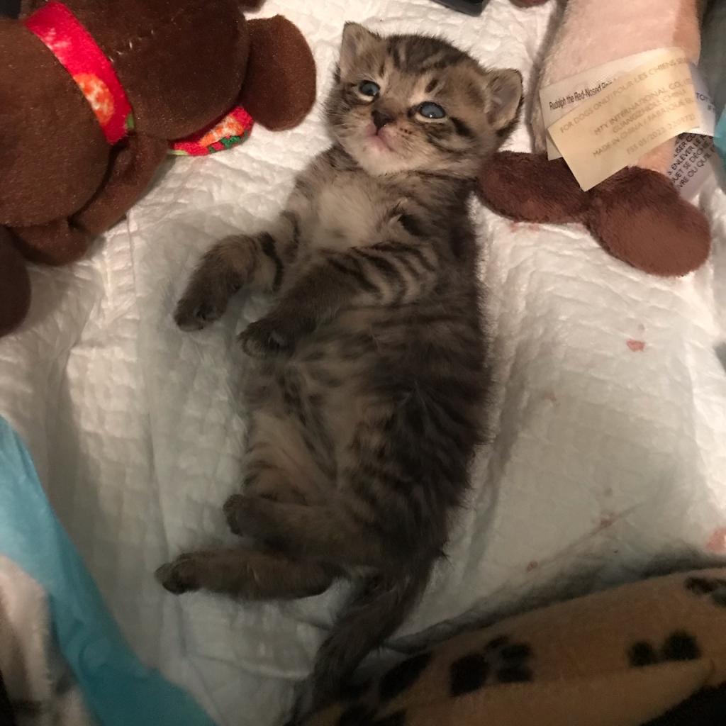 Cats for Adoption in Pike Creek Valley, Delaware Alpha Paw