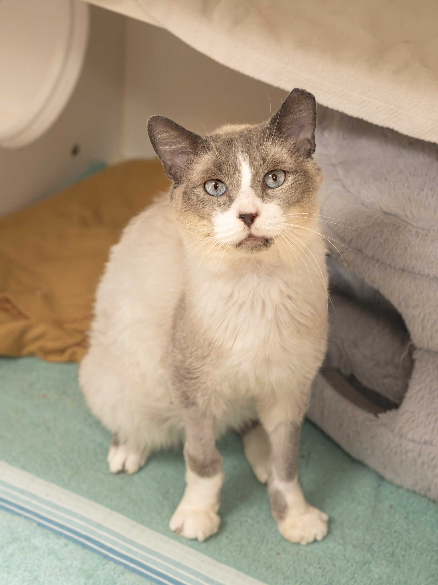 adoptable Cat in Philadelphia, PA named FeLVis Presley