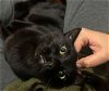 adoptable Cat in phila, PA named Sunny