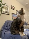 adoptable Cat in philadelphia, pa, PA named Benji