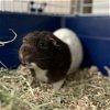 adoptable Guinea Pig in  named Mr. Chubbs