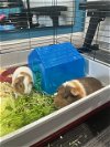 adoptable Guinea Pig in  named Reign and Penelope
