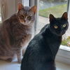 adoptable Cat in Philadelphia, PA named Mickey & Jagger (Bonded Pair)