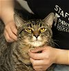 adoptable Cat in philadelphia, PA named Arlo