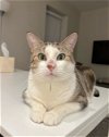 adoptable Cat in phila, PA named Tony the Tiger