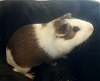 adoptable Guinea Pig in  named Clover