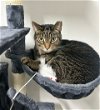 adoptable Cat in phila, PA named Steely Daniel
