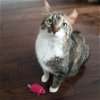 adoptable Cat in , PA named Hollie