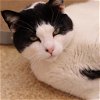 adoptable Cat in philadelphia, PA named Spinch Vito